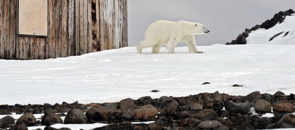 俄羅斯科學家發現北極出現動物傳染疾病 - 俄羅斯衛星通訊社