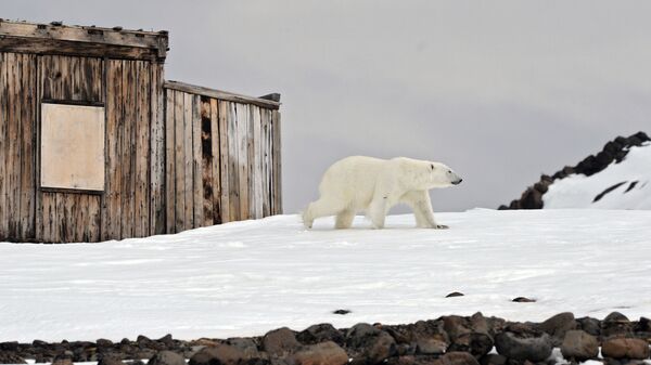 全球变暖极地在俄罗斯的北极地区找到