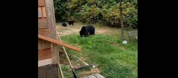 男子礼貌请熊离开院子 - 俄罗斯卫星通讯社