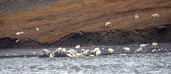 Медведи на Чукотке - 俄罗斯卫星通讯社