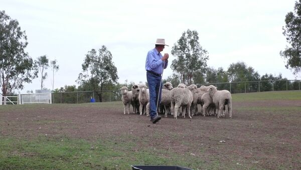 Овцы на ферме в Австралии - 俄羅斯衛星通訊社