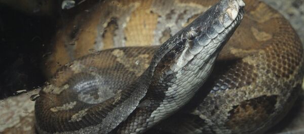 一名印尼人徒手战胜7米长的蟒蛇 - 俄罗斯卫星通讯社