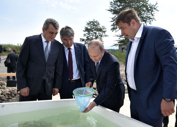 俄罗斯总统普京在贝加尔湖国家自然生物圈保护区出席白鲑鱼苗放生仪式。 - 俄罗斯卫星通讯社
