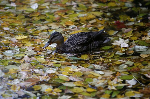 莫斯科涅斯库奇内公园池塘上的鸭子 - 俄罗斯卫星通讯社