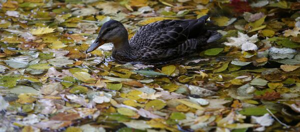古生物学家在蒙古发现“ 鸭恐龙”遗骸 古生物学家在蒙古发现“ 鸭恐龙”遗骸 - 俄罗斯卫星通讯社