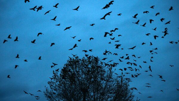 Птицы в небе в Кемеровской области - 俄罗斯卫星通讯社