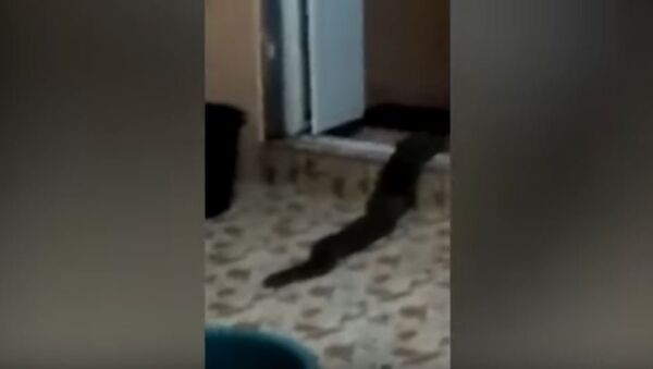 马来西亚居民发现从厕所爬出不明蛇形生物 - 俄罗斯卫星通讯社