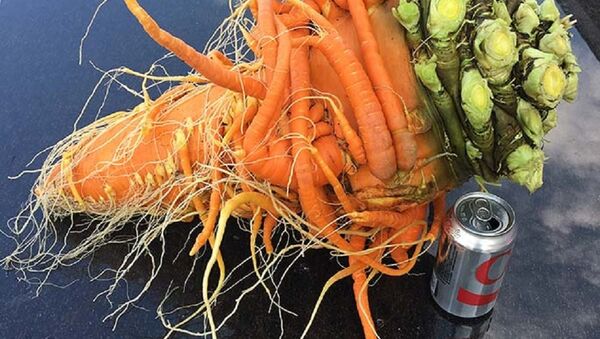美國一名農場主的巨型胡蘿蔔入選吉尼斯紀錄 - 俄羅斯衛星通訊社