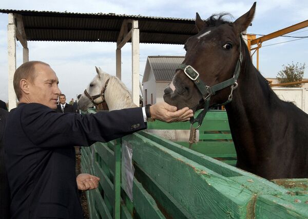 俄联邦总统普京正在给马喂食 - 俄罗斯卫星通讯社