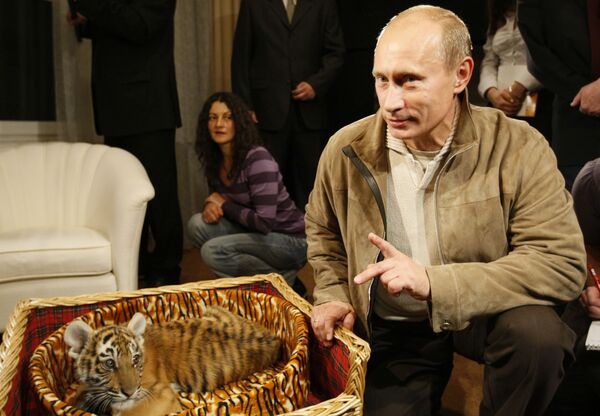 俄聯邦總統普京向記者們展示他收到的禮物 – 一隻小老虎 - 俄羅斯衛星通訊社