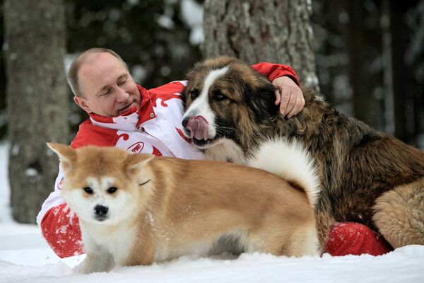 俄总统普京与宠物狗“巴菲”和“梦” - 俄罗斯卫星通讯社