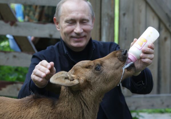 普京到訪“駝鹿島”公園 - 俄羅斯衛星通訊社