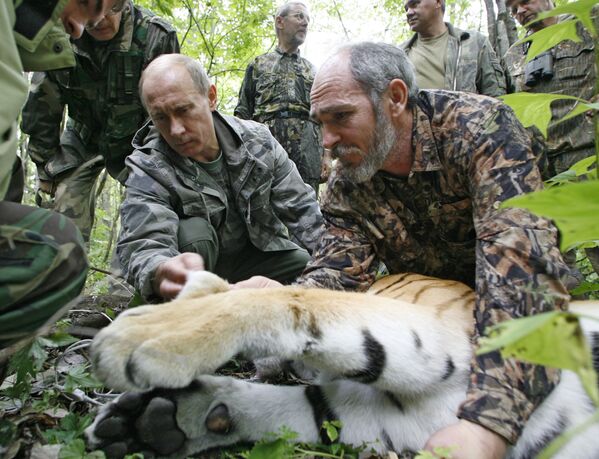 普京在到访乌苏里斯克自然保护区时看望一只母虎 - 俄罗斯卫星通讯社