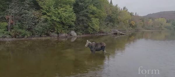 加拿大人意外拍到駝鹿與狼激戰 - 俄羅斯衛星通訊社