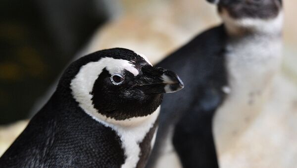 南極3.6萬只企鵝活活餓死 - 俄羅斯衛星通訊社