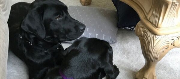 狗狗拒绝为美国中情局效劳 狗狗拒绝为美国中情局效劳 - 俄罗斯卫星通讯社