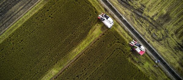 Farmers operating reapers as they harvest rice in Moagang village, located on the outskirts of Shanghai - 俄罗斯卫星通讯社