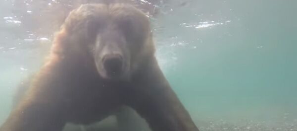 罕见的熊水下捕鱼瞬间，这很俄罗斯 - 俄罗斯卫星通讯社