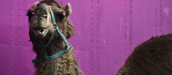 Верблюд - 俄罗斯卫星通讯社