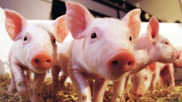 中國科學家創造出了低脂轉基因小豬 - 俄羅斯衛星通訊社