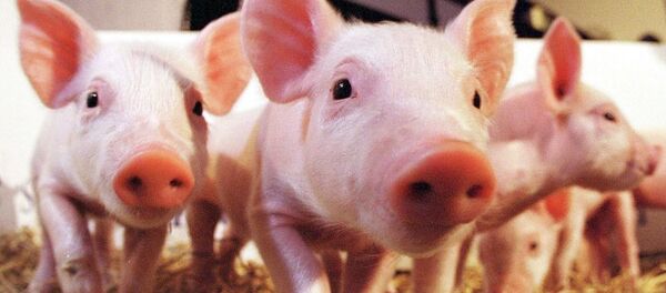 中国科学家创造出了低脂转基因小猪 - 俄罗斯卫星通讯社