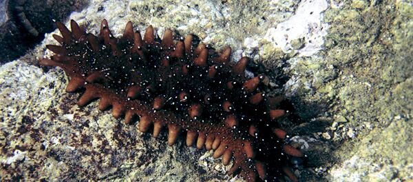 海参 - 俄罗斯卫星通讯社