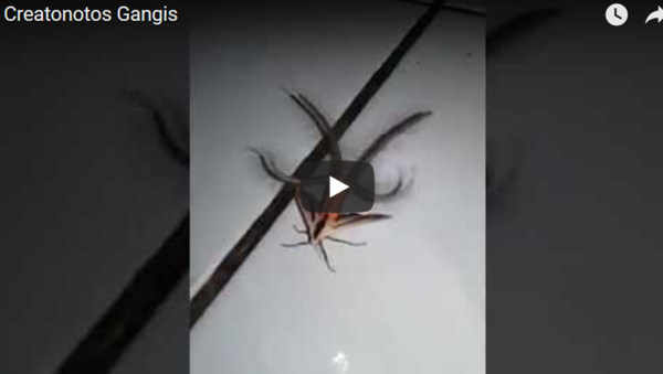 怪異昆蟲震驚網友 直呼像外星生物 - 俄羅斯衛星通訊社