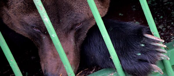大熊 - 俄羅斯衛星通訊社