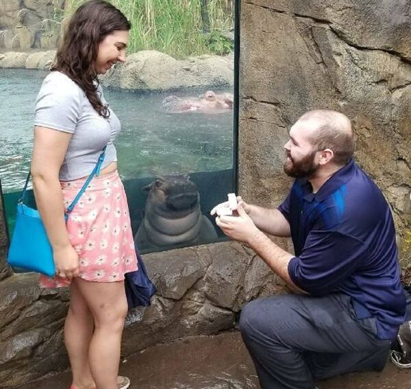 一只好奇的河马被拍进了求婚仪式镜头 - 俄罗斯卫星通讯社