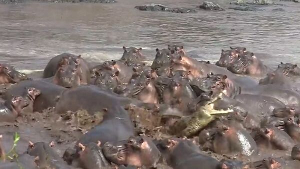 三十只河马袭击了一只落单的鳄鱼（视频） - 俄罗斯卫星通讯社