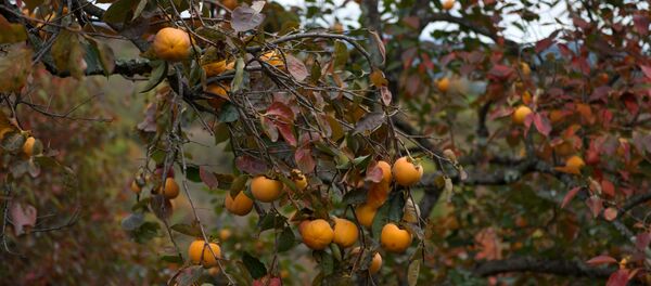 日本兩個柿子拍出5000美元 - 俄羅斯衛星通訊社