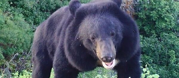 大熊 - 俄羅斯衛星通訊社