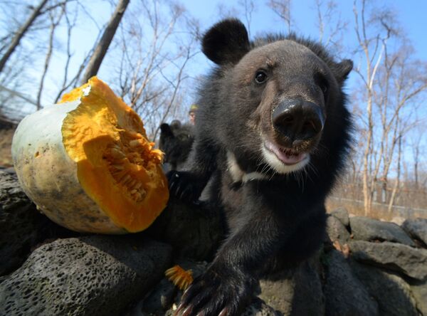 一只小黑熊在吃南瓜，滨海边疆区野生动物园 - 俄罗斯卫星通讯社