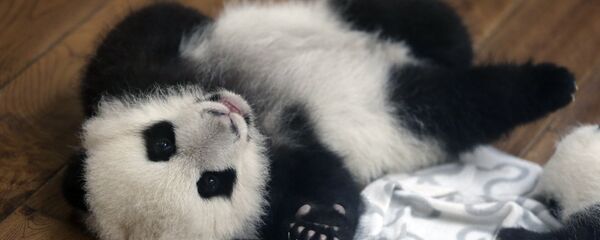 熊猫 - 俄罗斯卫星通讯社