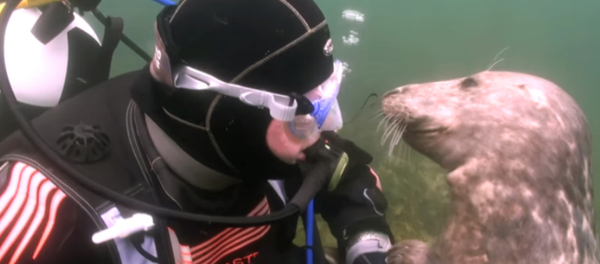 海狗親吻了潛水員的臉頰 海狗親吻了潛水員的臉頰 - 俄羅斯衛星通訊社