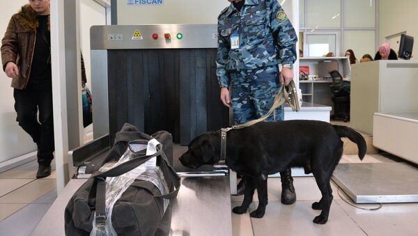 多莫杰多沃机场的海关搜查犬被教通过气味分辨欧元和人民币 - 俄罗斯卫星通讯社