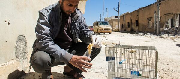 敘漢謝洪鎮 敘漢謝洪鎮 - 俄羅斯衛星通訊社