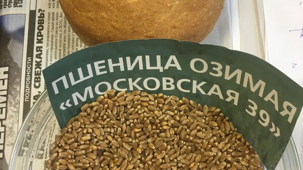 俄罗斯培育出不怕严寒的小麦 - 俄罗斯卫星通讯社