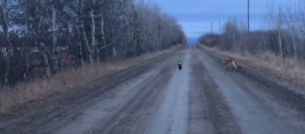臭鼬追赶美洲狮 - 俄罗斯卫星通讯社