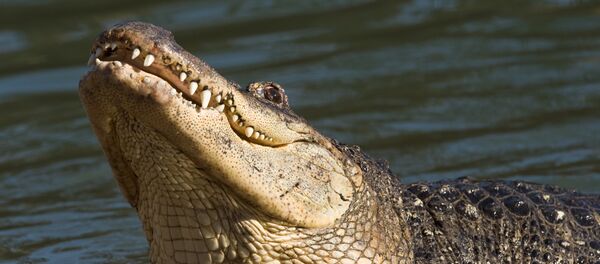 Крокодил - 俄罗斯卫星通讯社