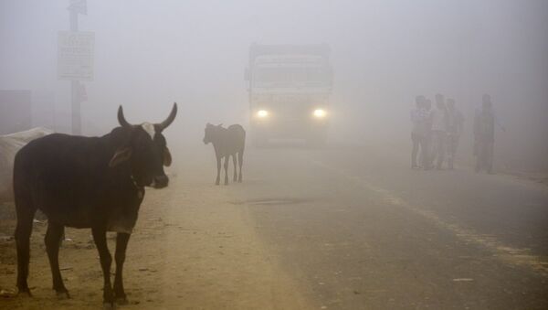 印度新德里市民未受危險空氣污染的影響 - 俄羅斯衛星通訊社