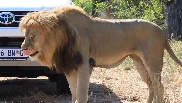 南非的一只狮子为在母狮面前炫耀而袭击游客车辆（视频） - 俄罗斯卫星通讯社