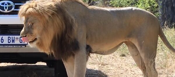 南非的一隻獅子為在母獅面前炫耀而襲擊遊客車輛（視頻） - 俄羅斯衛星通訊社