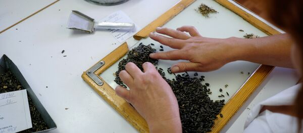 俄罗斯科学家研制出高效种肥 - 俄罗斯卫星通讯社