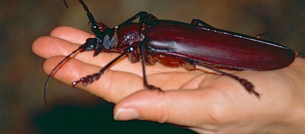 電視劇《權力的遊戲》啓發遺傳學家創造三眼甲蟲科學家 電視劇《權力的遊戲》啓發遺傳學家創造三眼甲蟲科學家 - 俄羅斯衛星通訊社