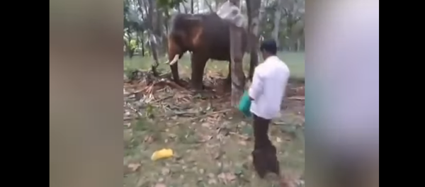 印度的一头大象将一名试图爬到它身上的男子抛开(视频) 印度的一头大象将一名试图爬到它身上的男子抛开(视频) - 俄罗斯卫星通讯社