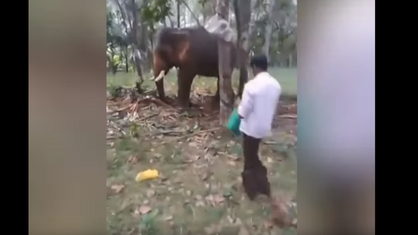印度的一頭大象將一名試圖爬到它身上的男子拋開（視頻） - 俄羅斯衛星通訊社