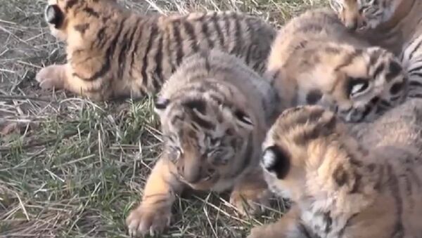 六只小老虎的妈妈弗里达为克里米亚“Taigan”野生动物园添丁（视频） - 俄罗斯卫星通讯社