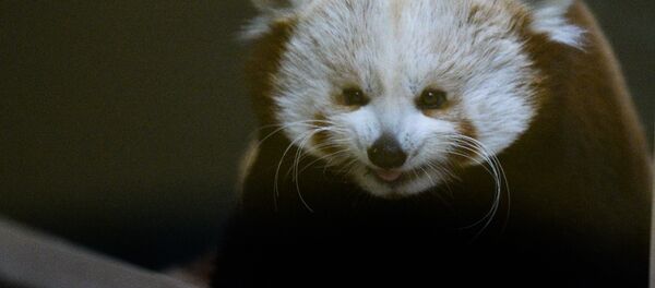 中国警察制止盗猎网络活动 - 俄罗斯卫星通讯社