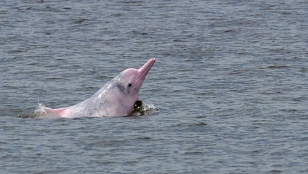 三亚海上机场项目因威胁白海豚栖息而遭暂停 - 俄罗斯卫星通讯社